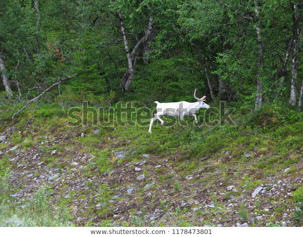 Albino elg av typen svensk