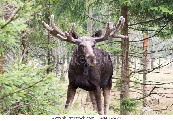 Elg i skogen, deres naturlige habitat